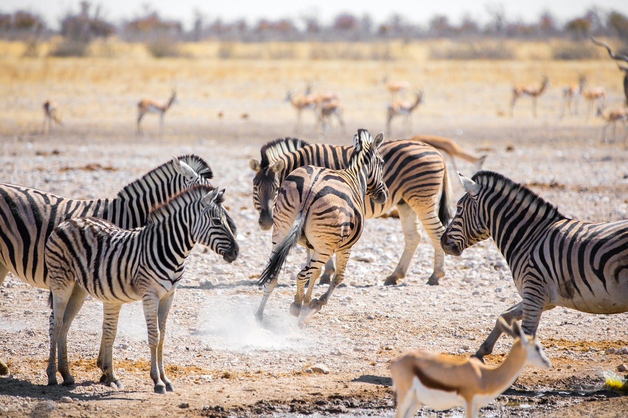 Zebras and Springbok at Etosha National Park