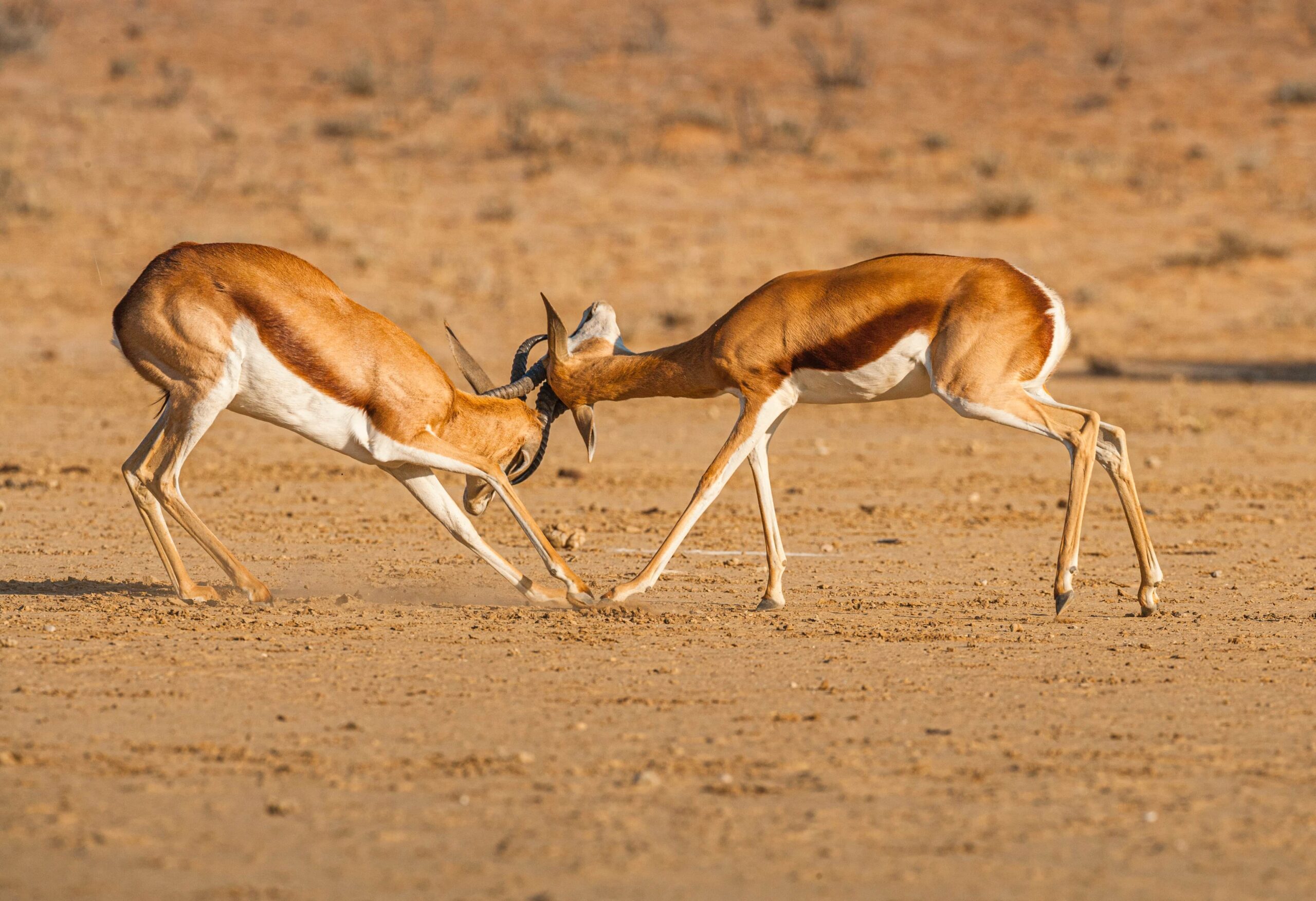 Springbok fighting in the Kalahari