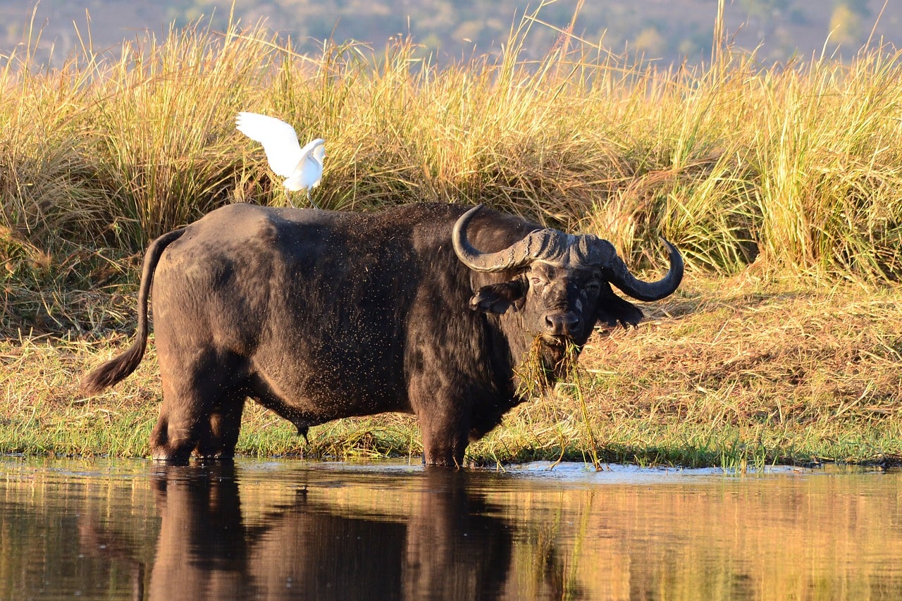 Water Buffalo in the Zambezi Namibia